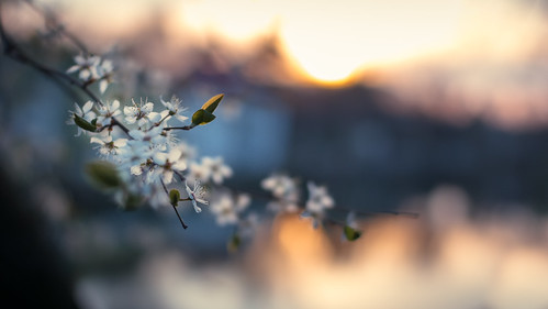 sunset sun sunlight flower spring dof bokeh blossoms