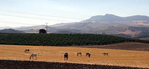 spain andalusia horses barren landscape