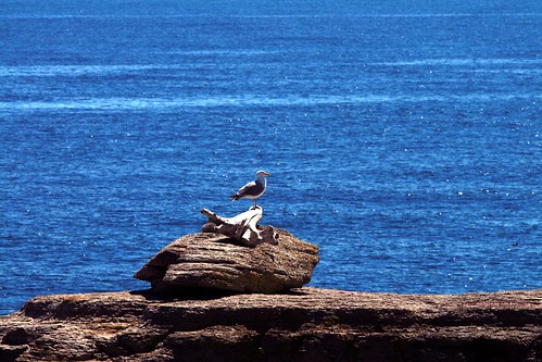 canada newfoundland seagull coastline portauport