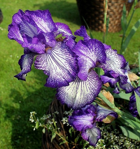 Iris - floraisons 2011 - Page 2 8666680515_1068ac11aa