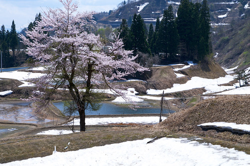 雪と桜 (2010.05.01)