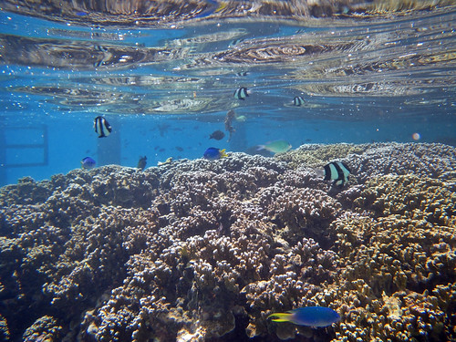 travel vacation fish island all resort snorkeling southpacific pearl moorea frenchpolynesia societyislands 2013