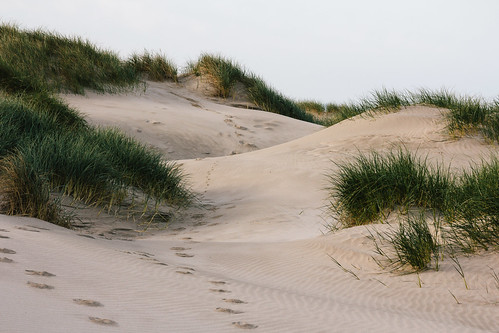 camping beach nature grass oregon dunes event westcoast vscofilm