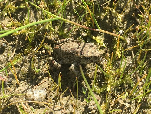 anaxyrus boreas herpetile wildlife bc amphibian western metamorph nature toad