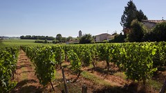 The vineyard in the village - Photo of Petit-Palais-et-Cornemps