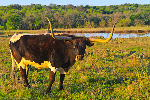 ranch geotagged texas cattle longhorn hillcountry livestock texashillcountry texaslonghorn llanocounty longhorncattle longhorncow texaslonghorncattle geo:lat=30678696 geo:lon=98525671
