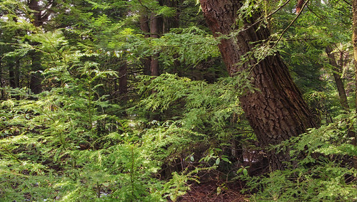 trees nature forest spring hiking pennsylvania creativecommons coniferous hemlocks oldgrowthforest clintoncounty tsugacanadensis pennyhill baldeaglestateforest easternhemlocks relictforest mountriansares riansaresmountain mtriansares