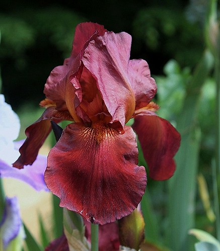 Iris - floraisons 2011 - Page 2 8666682217_fb39ed7581