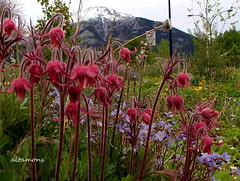 Canmore Roadside Colours