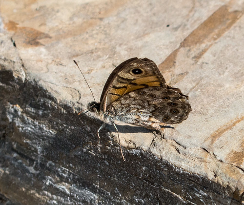 bulgaria butterfliesbrownsheaths butterflymoth europe peterphoto wallbrown asenovgrad plovdiv