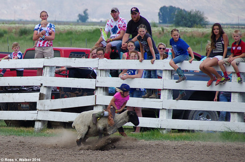 paris idaho independenceday 4thofjuly youth rodeo muttonbuster sheep