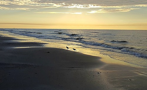 texas beach birds sunrise bolivar highisland