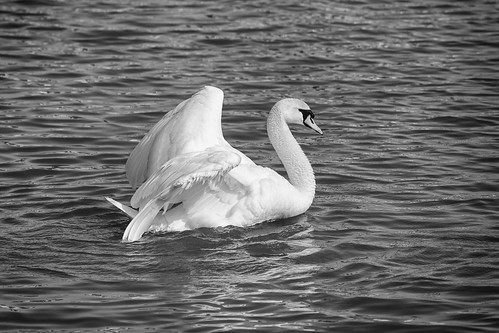 bw ontario canada spring collingwood waterfront swans april muteswans nottawasagabay