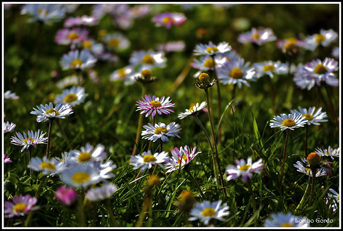flower daisies ngc flor daisy margarita margarida campoflores