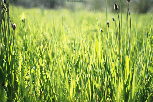 light sun verde green primavera nature grass spring natura erba sole luce