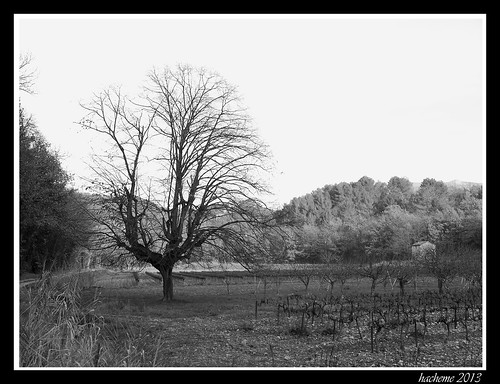 paysage campagne arbre vigne vegetal noirblanc