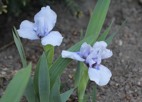 Iris - floraisons 2011 8665629349_04c3c2c437