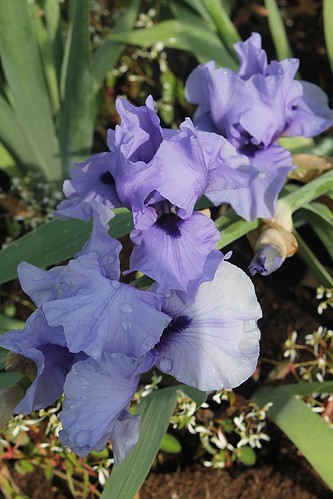 Iris - floraisons 2011 - Page 2 8666678979_7cfdd5d1b6