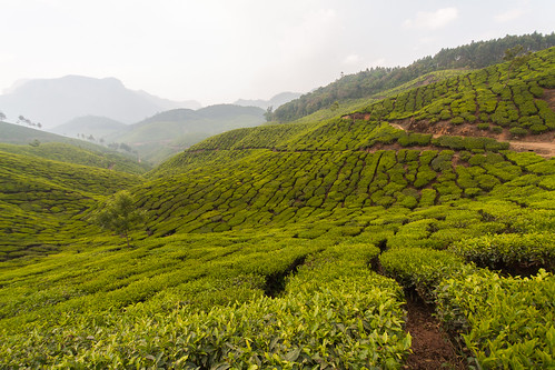 india station tea top plantation inde munnar 2013