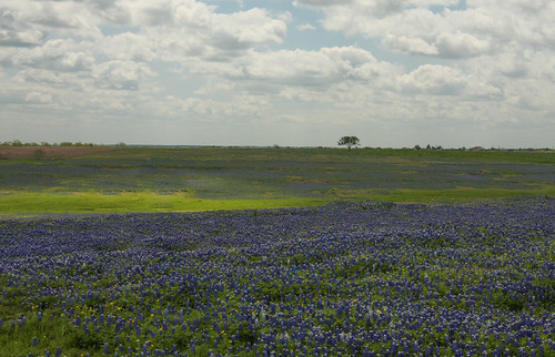 2013 april bluebonnet ennis ranch rural rustic tporter2006exas wildflower cloudy day tporter2006 texas flower field spring