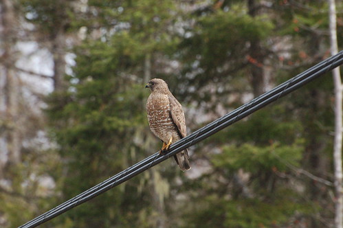 hawk broadwinged perched