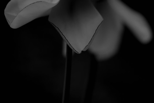 bw white plant black flower nature blackwhite spring may tulip tuliptime explored 2013 renateeichert resilu