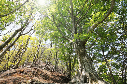 wood mountain tree leaves sunshine forest canon eos 5d beech tanzawa