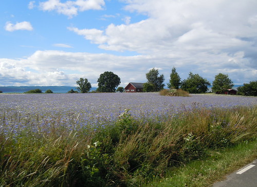 field sweden småland cornflower visingsö fält blåklint