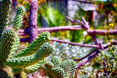 cactus fence nikon desert bokeh d200 hdr deserthotsprings hff cabotspueblomuseum fencedfriday hbmike2000