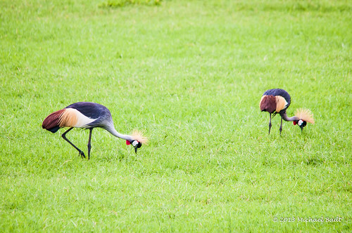 africa birds animals tanzania arusha naturelandscape