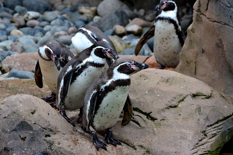 Humboldt's Penguins