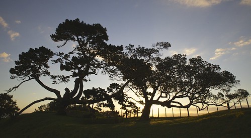 trees sunset beautiful silhouette canon fence auckland nz tamron 5dmkii tamronsp2470mmf28divcusd