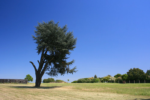 california usa tree field rural árbol northamerica puu sanjuanbautista