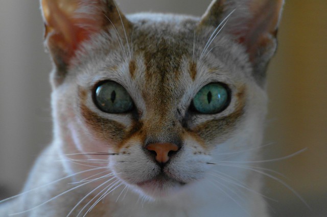  Singapura Cat  Pictures and Information Cat  Breeds com