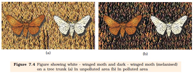 Image result for figure showing white winged moth and dark winged moth