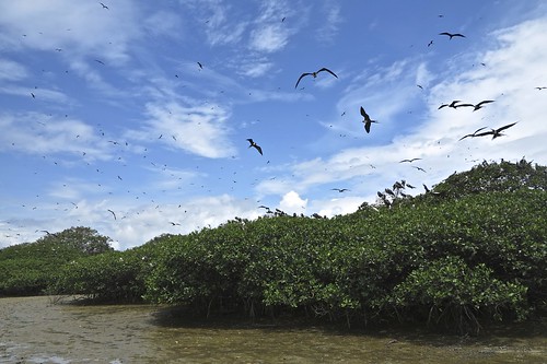 las naturaleza peru nature birds de landscape puerto outdoors aves isla pizarro tumbes manglares fragatas