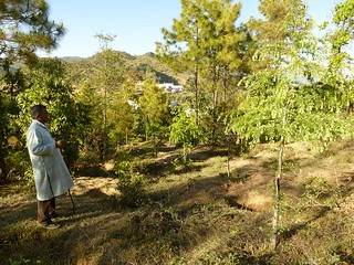 Bharti standing in a forest planted with deodar and dotted with water harvesting pits