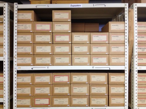 kraft cardboard boxes stacked on open metal shelves