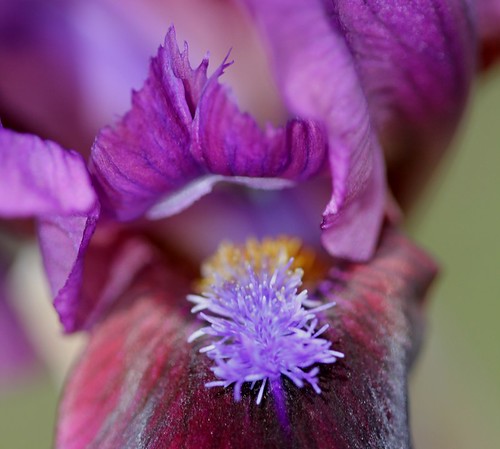 Iris - floraisons 2011 8665633447_c3207dce76