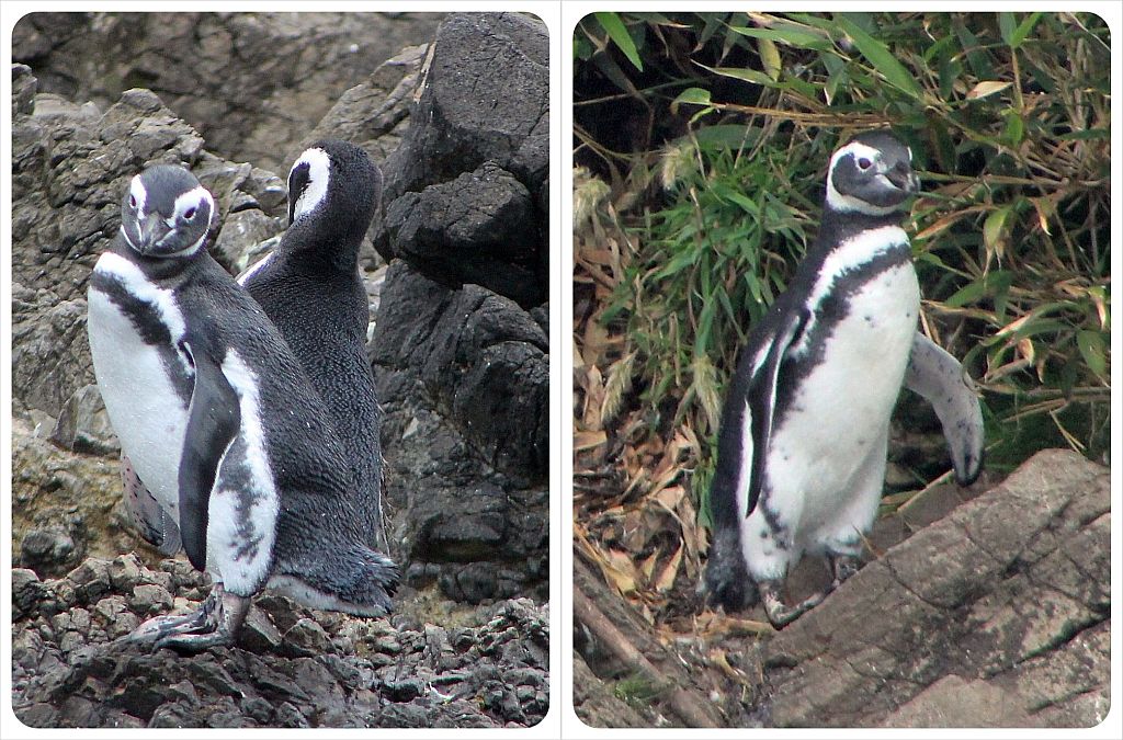 Penguins in Chiloe
