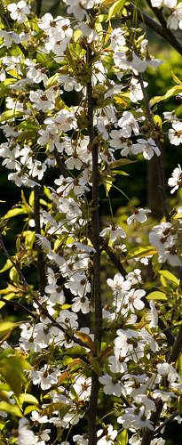wild white cherry blossom