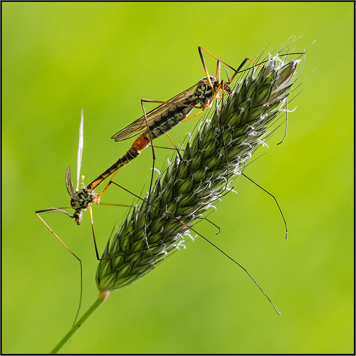 macro primavera closeup insects insetti tipula fav10 tipulidae accoppiamento beppeverge