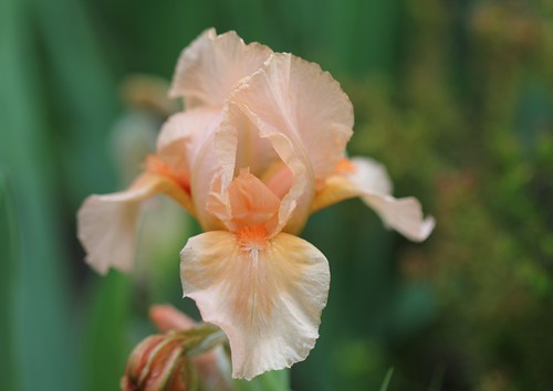 Iris - floraisons 2011 8665623813_9f319894b6