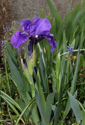 Iris nain Banbury Ruffles