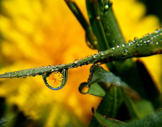 Dandelion in the Dew