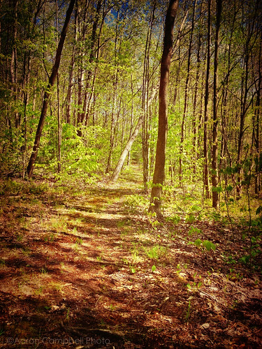 camera trees sunlight nature leaves spring google shadows pennsylvania may foliage growth trail shade tuesday lehman 14th vignette nepa wooded bmr wetlandtrail taptaptap luzernecounty backmountain forested 2013 backmountainrecreation mobilephotography appleiphone textureblending prohdr iphoneography iphone4s hdrphotocamera snapseed aaronglenncampbell distressedfx aaroncampbellme