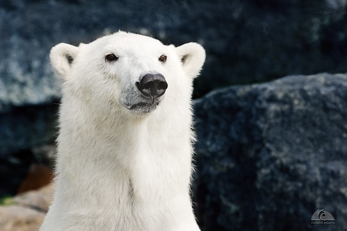 polar bear zoo stfélicien animal photography