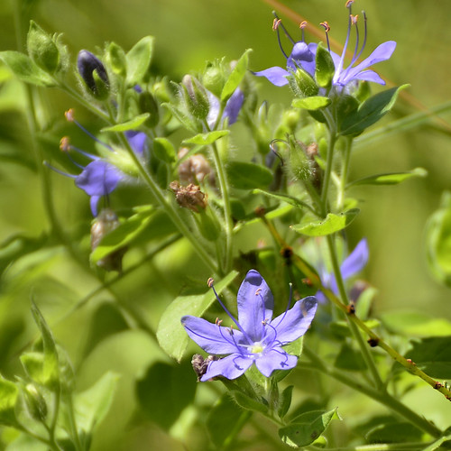 nature pond tx romayortx murky blue purple wildflower flower weed
