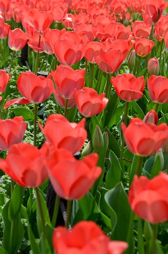 Hiroshima Tulips
