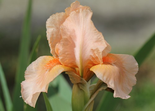 Iris - floraisons 2011 8666725244_5460026b58